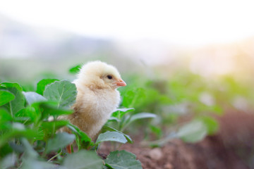 Little cute baby chicks between the leaves, playing in nature with light beam, yellow newborn baby chicks, selective focus