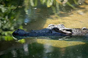 the salt water crocodile is swimming in the lake
