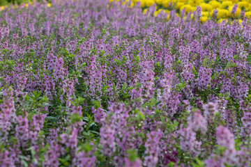 Salvia Flower in the garden.Beautiful purple flower in the garden.Selective focus flower.Sage flower.