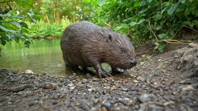 Eurasian beaver (Castor fiber) eating food from man hand