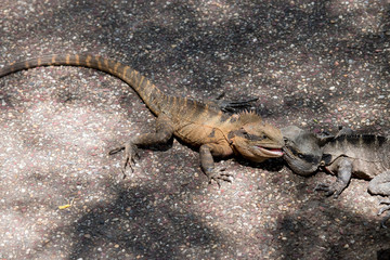 the two eastern water dragons are fighting