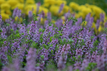 Salvia Flower in the garden.Beautiful purple flower in the garden.Selective focus flower.Sage flower.