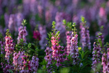 Salvia Flower in the garden.Beautiful purple flower in the garden.Selective focus flower.Sage...