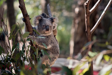 the joey koala is holding onto its mothers back