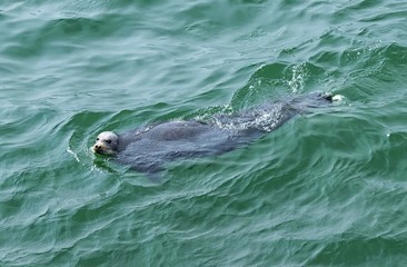 Ringed seal ( Pusa hispida or Phoca hispida ). Bay of Happiness. Sea of Okhotsk. Khabarovsk region, far East, Russia.