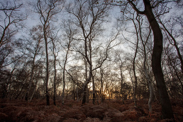 Fototapeta na wymiar Sun setting through a forest in Winter