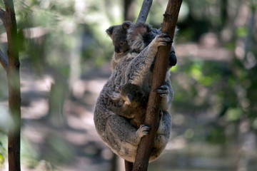 the mother koala has two babies