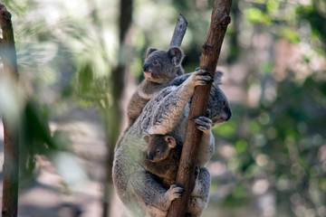the mother koala has two babies