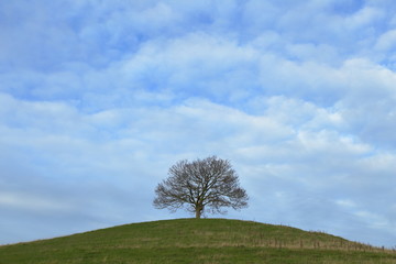 Single tree on the top of the hill in autumn