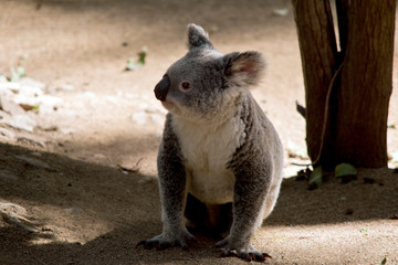 the koala is walking to a different gum tree