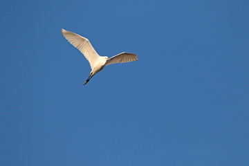 Egret flying in the sky