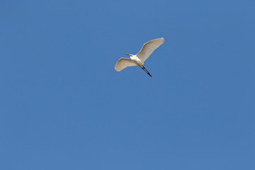 Egret flying in the sky