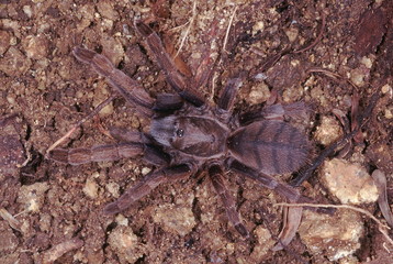 Mygalomorph spider. These large (approx.. 7 cm.) spiders have long poison fangs and feed on insects as well as other small creatures.