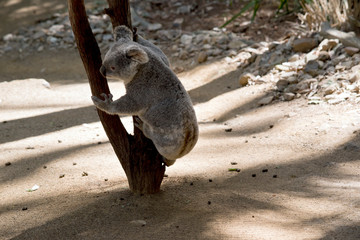 the koala is going to climb up the tree