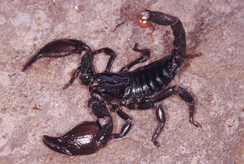 A large black scorpion which lives in flattened burrows. It makes a hissing sound when annoyed.