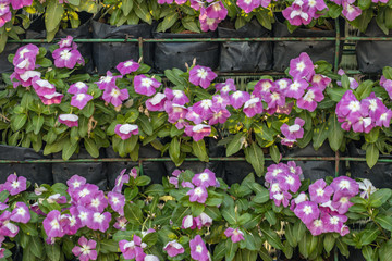 Close up purple Madagascar Periwinkle flower in a garden.Commonly name bright eyes,Cape periwinkle,graveyard plant,old maid,pink periwinkle,rose periwinkle.(Catharanthus roseus)