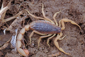 Mesobuthus. One of the commonly found scorpions. This type is usually found under loose rocks in barren rocky areas. Note the delicate pincers.