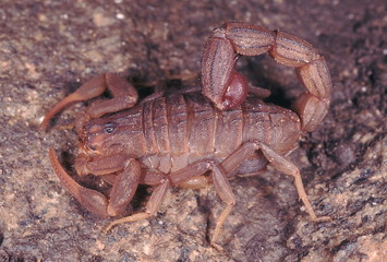 Mesobuthus. One of the commonly found scorpions. This type is usually found under loose rocks in barren rocky areas.