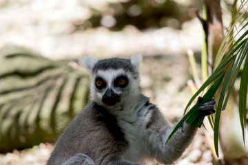 the ring tail lemur is resting by a tree