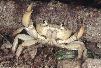 Land crab. Usually seen in the monsoon, these crabs aestivate in the dry season. They are found in the Western Ghats, India.