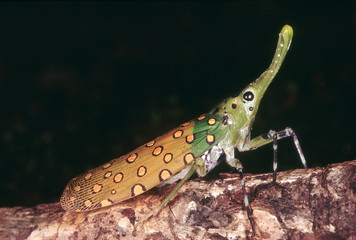 Lantern fly. A seldom seen insect.