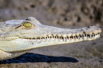 Fototapeta premium Caiman Crocodile resting at the riverbank of the Sierpe Mangrove national Park in Costa Rica wildlife