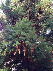 Christmas tree with green and dry needles