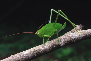 Bush cricket. A cricket with extremely long antennae and hind legs. The body colour blends in well with the greenery of the forest.