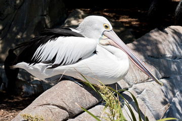 this is a close up of a pelican