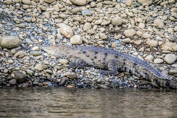 Caiman Crocodile resting at the riverbank of the Sierpe Mangrove national Park in Costa Rica wildlife