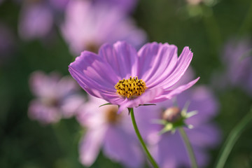 Obraz premium Selective focus beautiful pink cosmos flowerblooming in a garden.