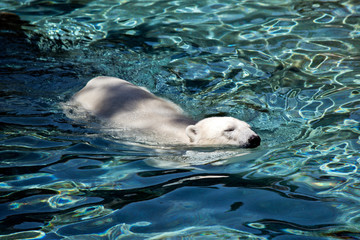 the polar bear is swimming