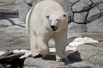 the polar bear is walking