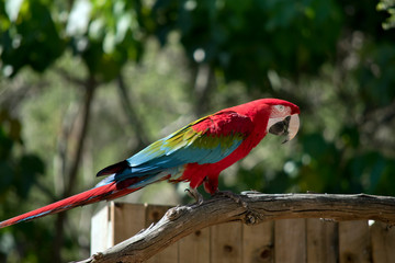 Naklejka premium this is a side view of a red and green macaw
