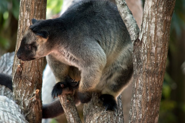 the Lumholtz Tree kangaroo is in the fork of a tree