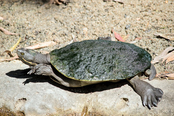 the turtle has moss growing on his back