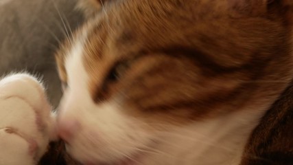 closeup domestic sleepy cat licking on the couch in slowmotion