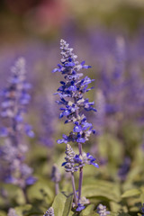 Salvia Flower in the garden.Beautiful purple flower in the garden.Selective focus flower.Sage flower.