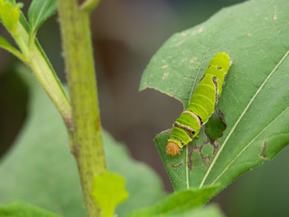 Eating the leaves of the green worm The agricultural crop has been damaged.