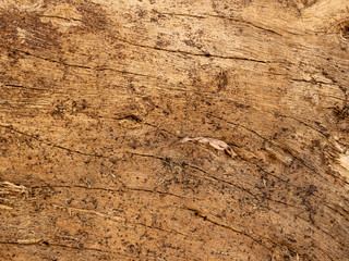 Natural old wood texture of tree stump vintage background 