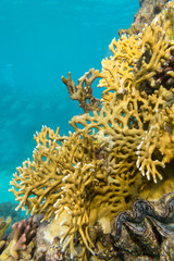Naklejka premium Colorful coral reef at the bottom of tropical sea, yellow fire coral, underwater landscape