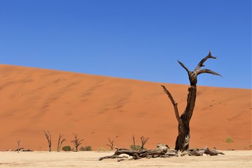 Landscape view of dead vlei in namib naukluft nationalpark, sossusvlei, namibia