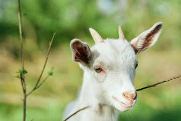 portrait of a goat