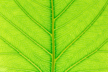Natural green leaf background with light behind for graphic design