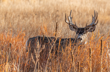 A Mule Deer Buck with Unique Antlers in a Field During Autumn