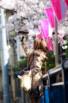 Asian charming girl use mobile phone take selfie beautiful sakura tree in ueno park in background. young lady traveler with camera using cellphone self photo blooming pink cherry flower tree.