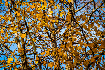 Beautiful yellow leaves hang on trees in autumn.