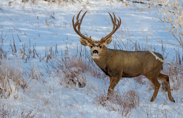 A Large Mule Deer Buck  in a Snowy Field