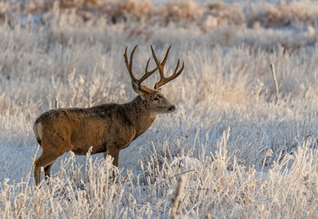 A Large Mule Deer Buck  in a Snowy Field