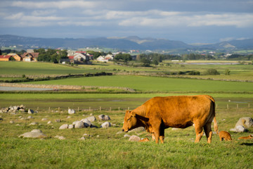 Cows on pasture.